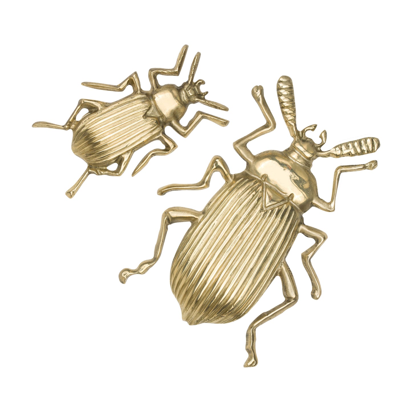 Two Natural Beetle shaped brass cabinet knob in a bright brass color