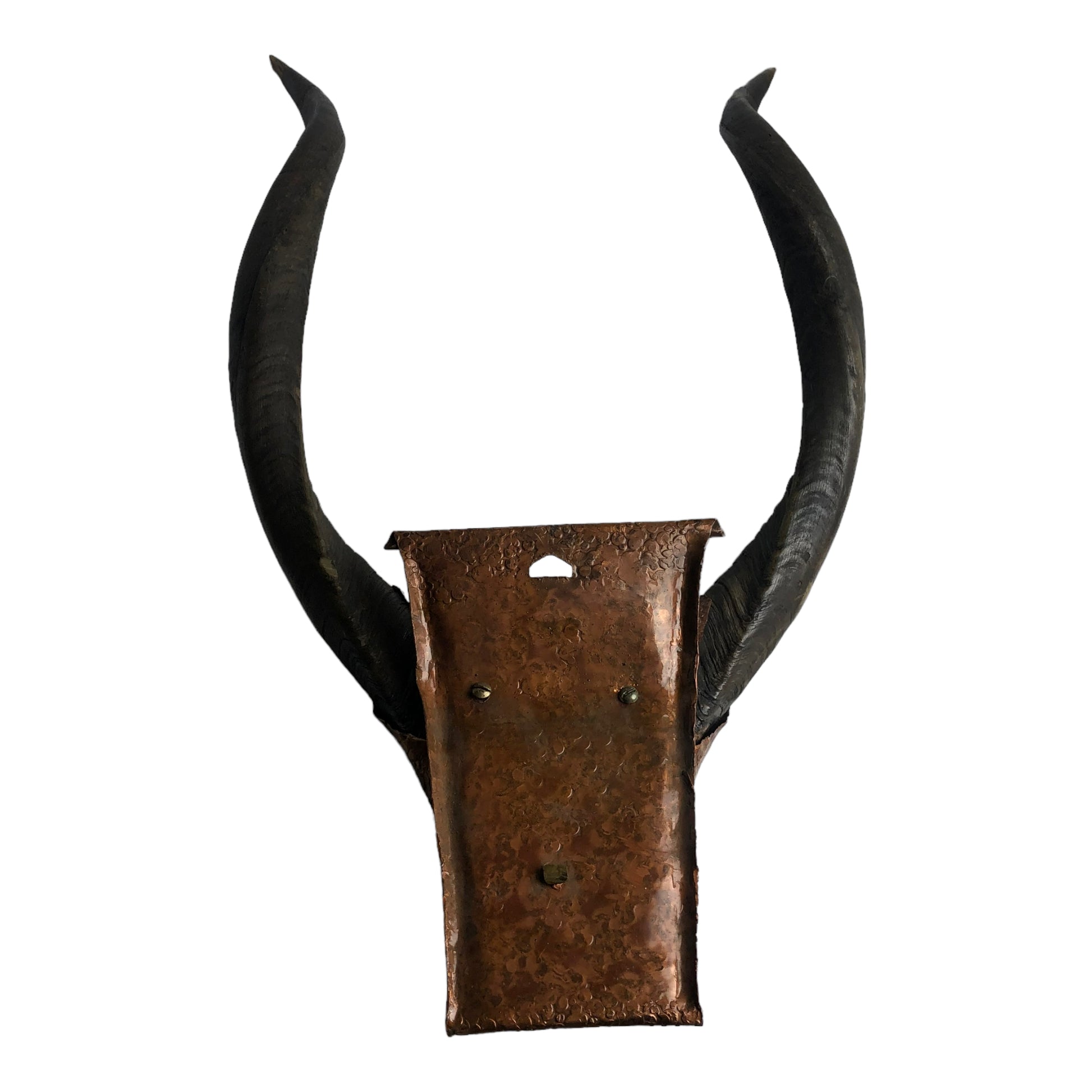 Full Mount back - Natural Antlers with Hammered Copper Mount