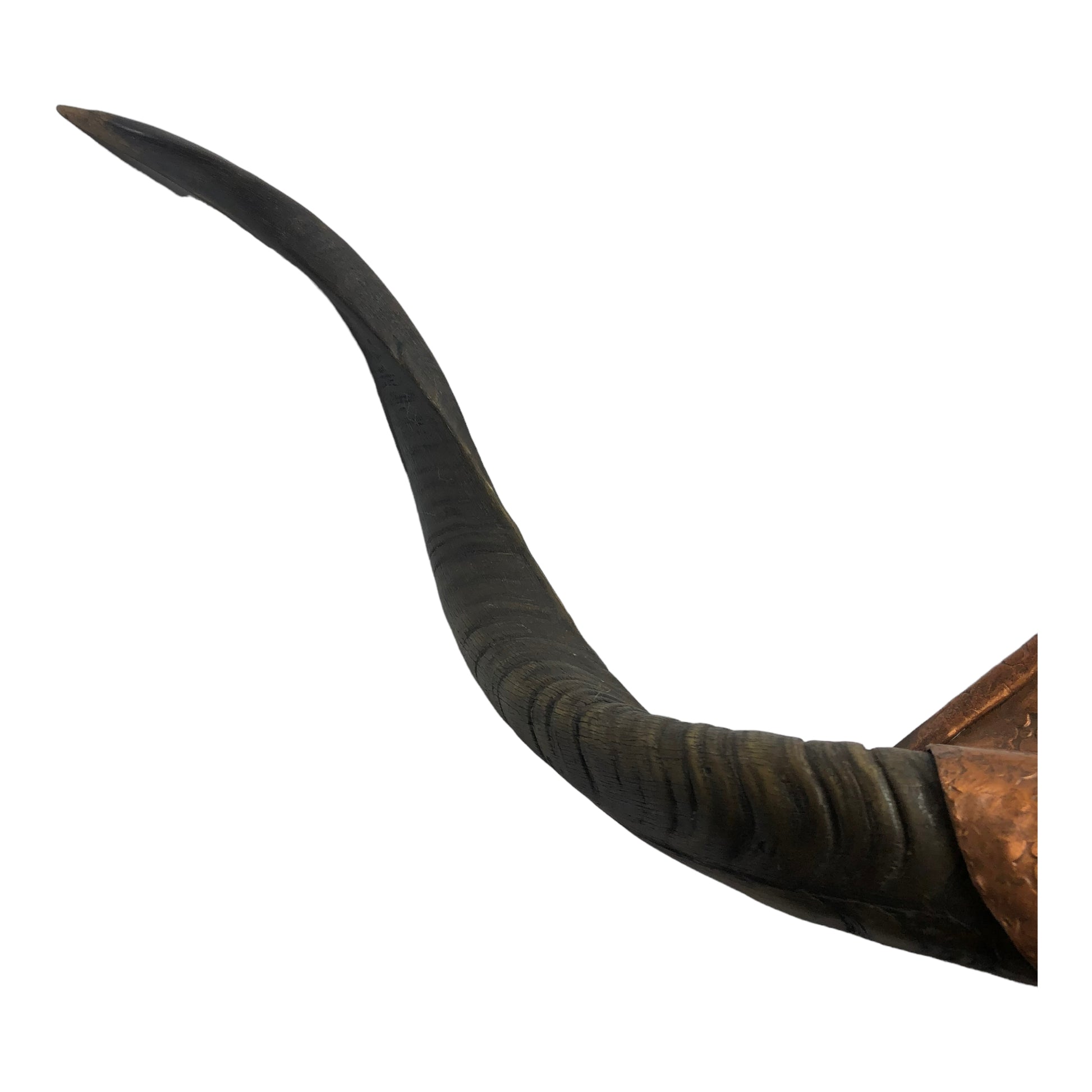 Horn - Natural Antlers with Hammered Copper Mount